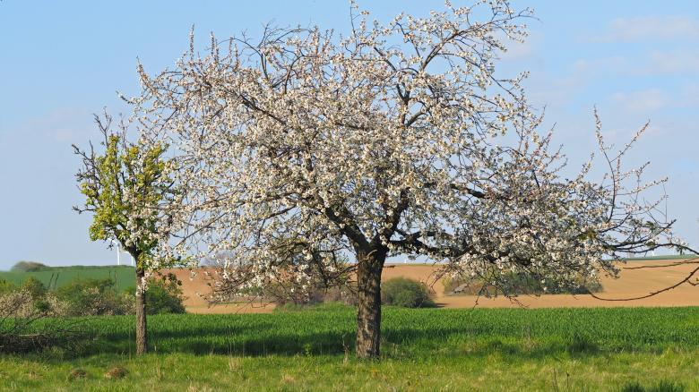 Free stock image of Flower Trees created by Pixabay