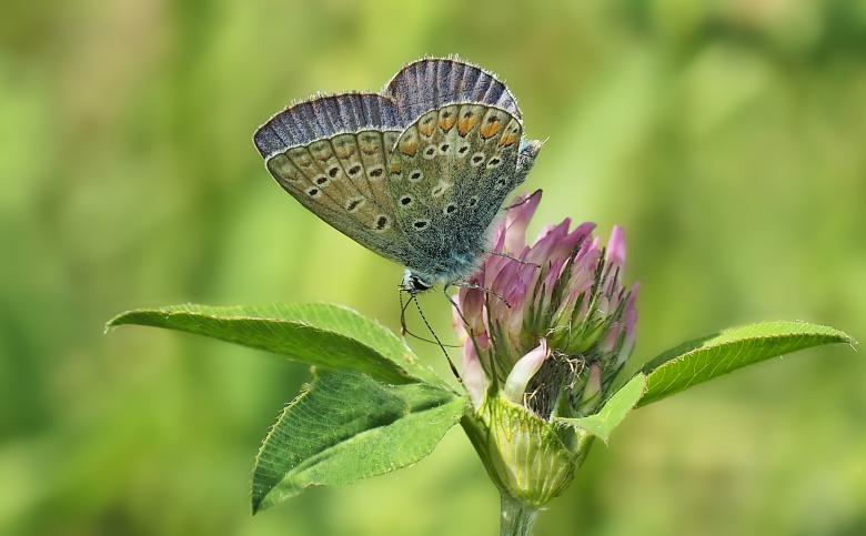 Free stock image of Butterfly on the Flower created by Pixabay