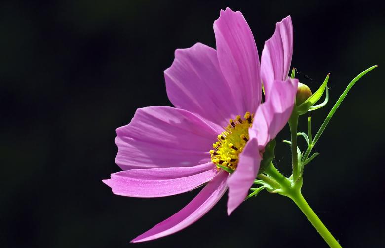 Free stock image of Blooming created by Pixabay