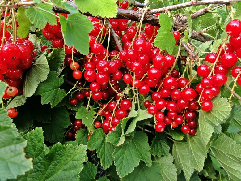 Free stock image of Red Currants created by Pixabay