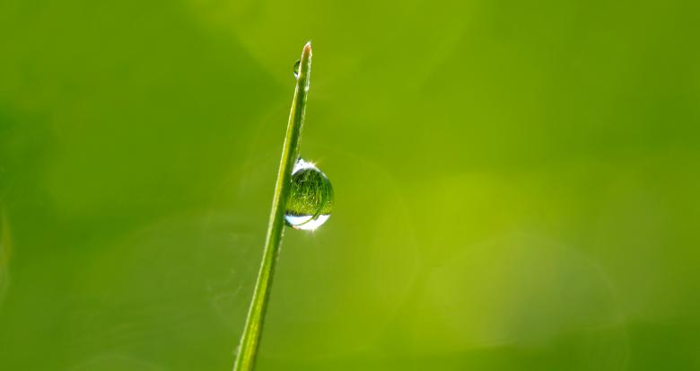 Free stock image of Dew Drop created by Pixabay