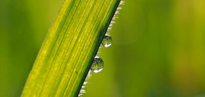 Free stock image of Green Grass created by Pixabay