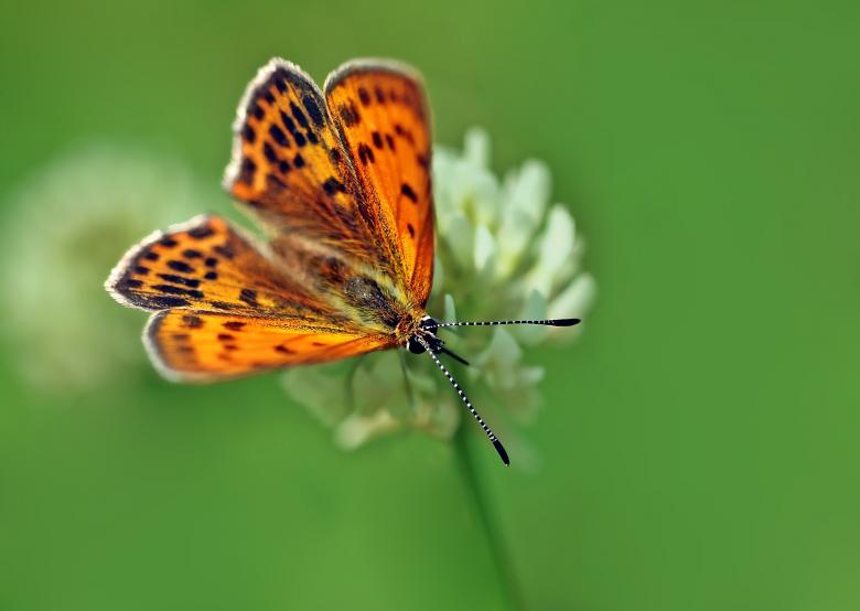 Free stock image of Butterfly in the Garden created by Pixabay