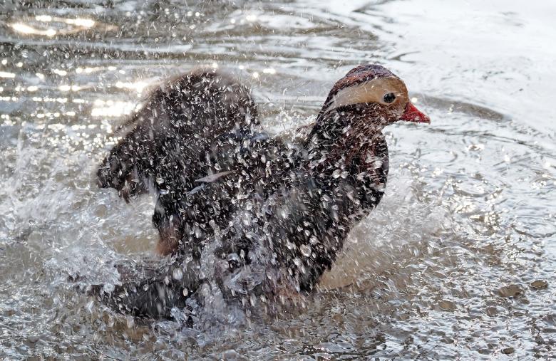 Free stock image of Bird In Water created by Pixabay