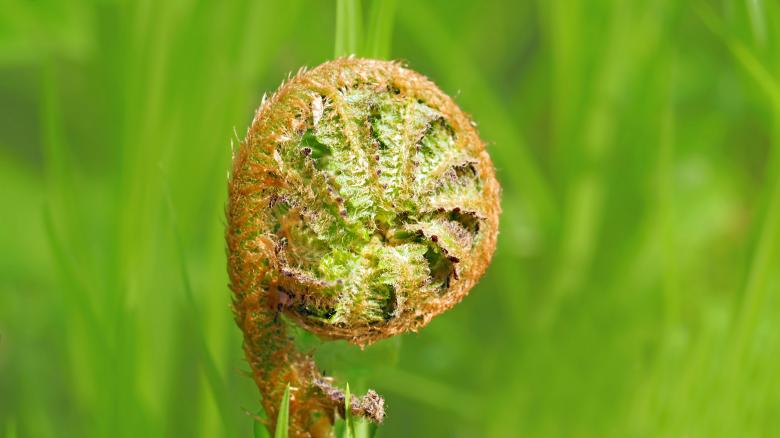 Free stock image of Brown plant created by Pixabay