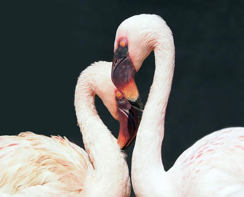 Free stock image of Flamingo Couple created by Pixabay