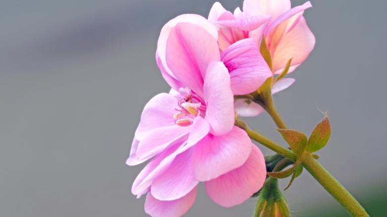Free stock image of Pink Flower created by Pixabay