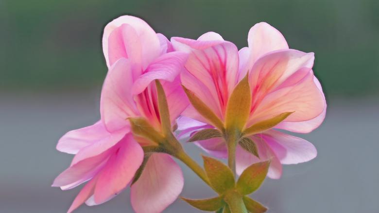Free stock image of Fresh Flowers created by Pixabay