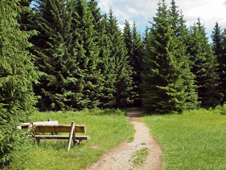 Free stock image of Wild Forest created by Pixabay