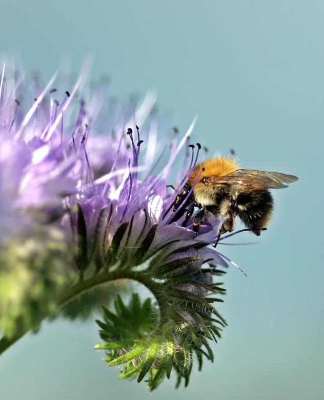 Free stock image of Bee on the Flower created by Pixabay