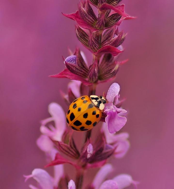 Free stock image of Red Bug on the Flower created by Pixabay