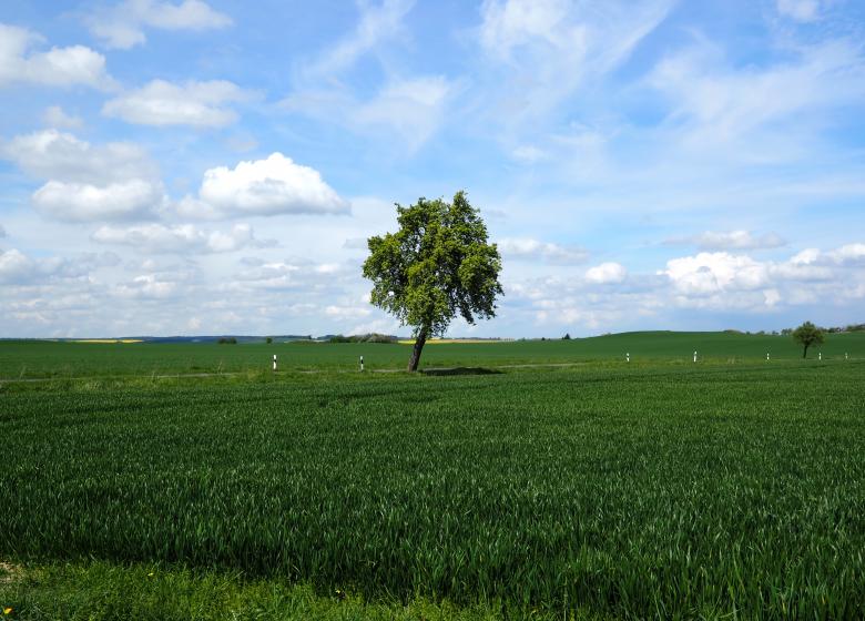 Free stock image of Crops Field created by Pixabay