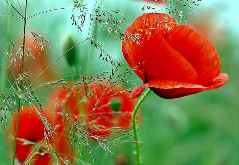 Free stock image of Fresh Poppy Flowers created by Pixabay