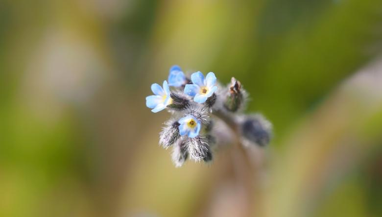 Free stock image of Fresh Flower created by Pixabay