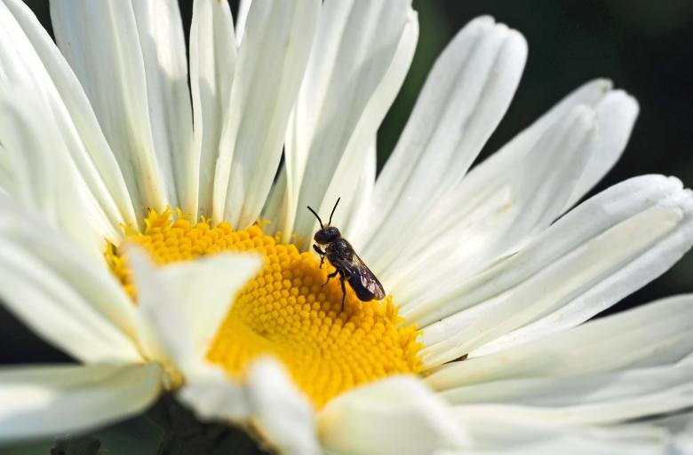 Free stock image of Fly on the White Flower created by Pixabay