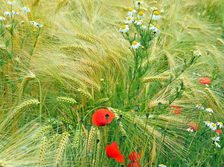 Free stock image of Fresh flowers with the Crops created by Pixabay