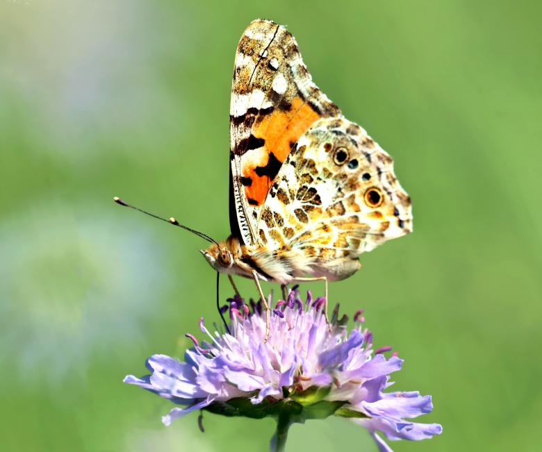 Free stock image of Butterfly on the Flower created by Pixabay