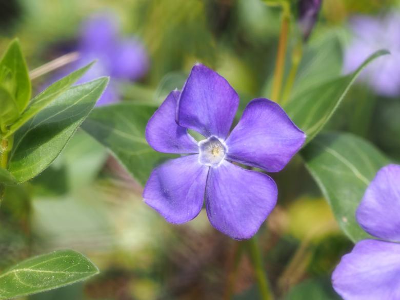 Free stock image of Blooming created by Pixabay