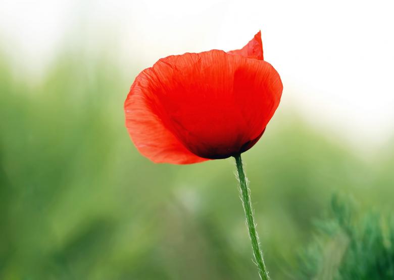 Free stock image of Poppy in the Garden created by Pixabay