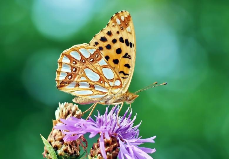 Free stock image of Brown Fly in the Garden created by Pixabay