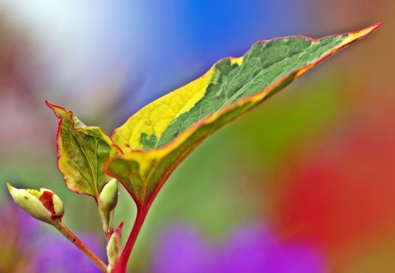 Free stock image of Fresh Plant created by Pixabay