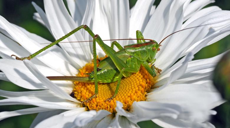 Free stock image of Grasshopper on the Flower created by Pixabay