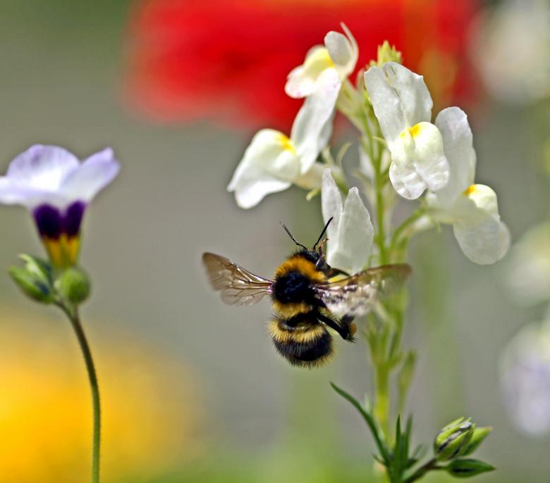 Free stock image of Bees in the Garden created by Pixabay