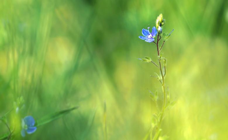 Free stock image of Fresh Flowers created by Pixabay