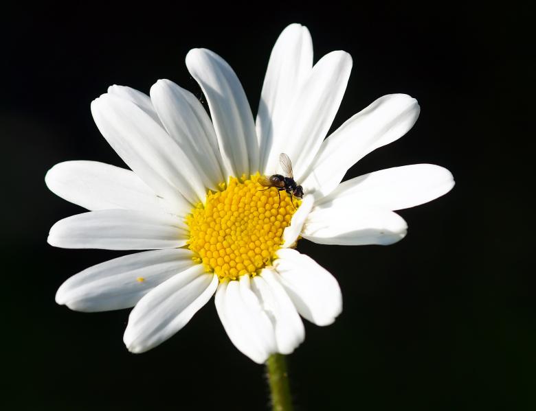 Free stock image of Bee on the White Flower created by Pixabay