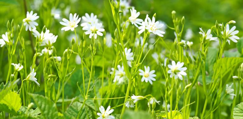 Free stock image of Blooming White Flowers created by Pixabay
