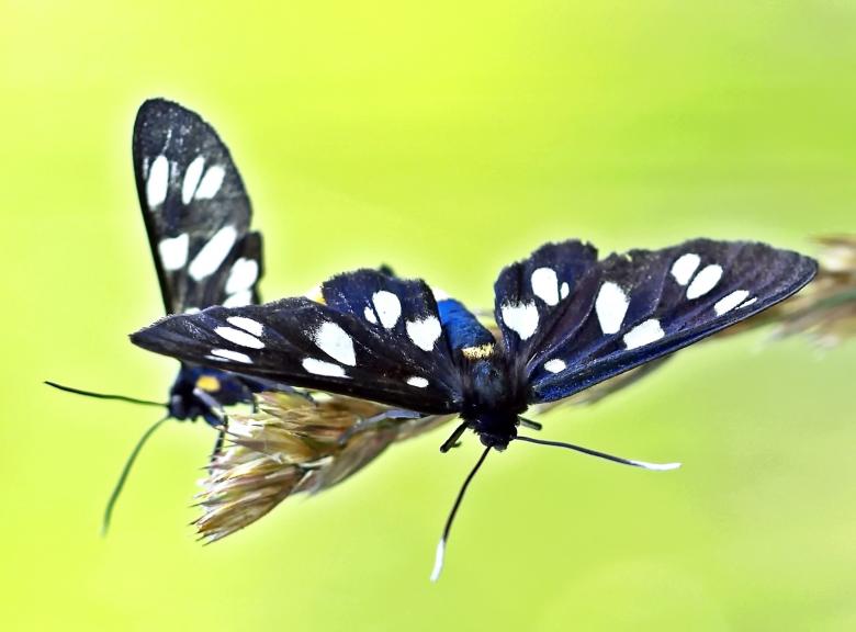 Free stock image of Black Flies created by Pixabay