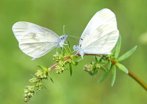 Battle of Butterflies - Free Stock Photo