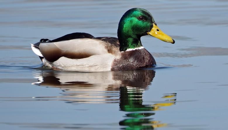 Free stock image of Duck Swimming created by Pixabay