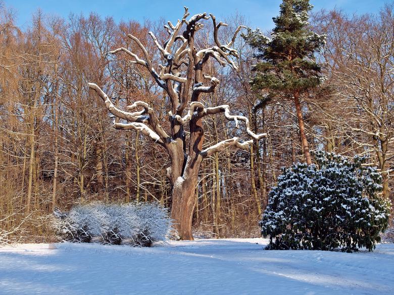 Free stock image of Oak Tree created by Pixabay