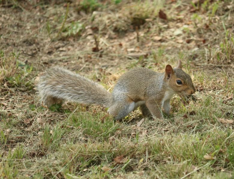 Free stock image of Gray Squirrel created by Vincent alvino