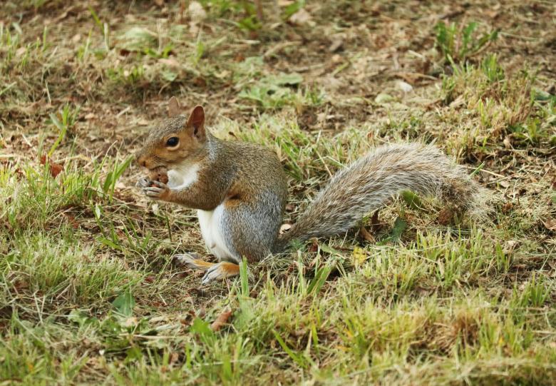 Free stock image of Gray Squirrel created by Vincent alvino