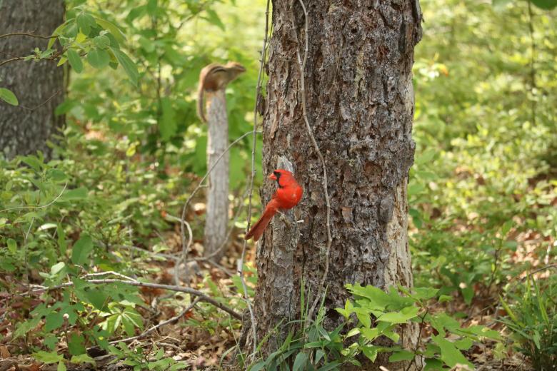 Free stock image of Cardinal created by Vincent alvino