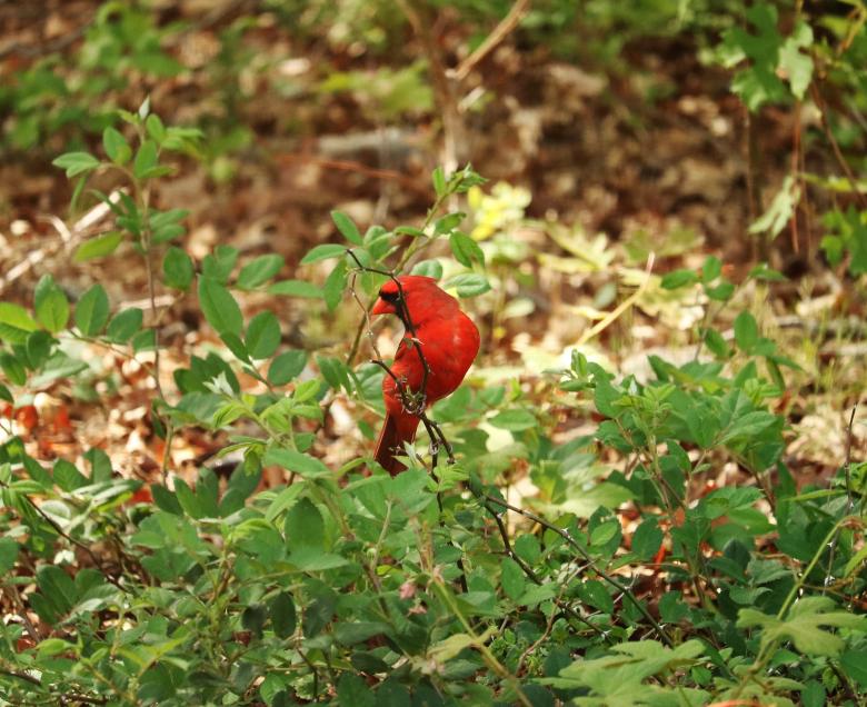 Free stock image of Cardinal created by Vincent alvino