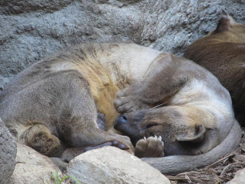 Free stock image of Asian Otter created by Pixabay