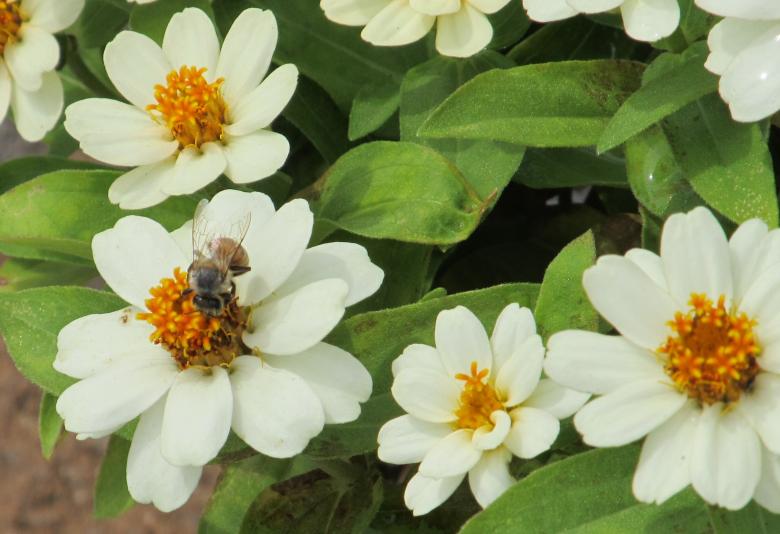 Free stock image of Bee in the Garden created by Pixabay