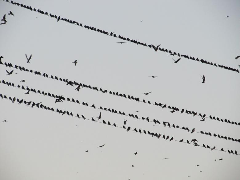 Free stock image of Birds on the Wires created by Pixabay