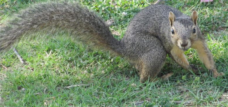 Free stock image of Pose of a Squirrel created by Pixabay