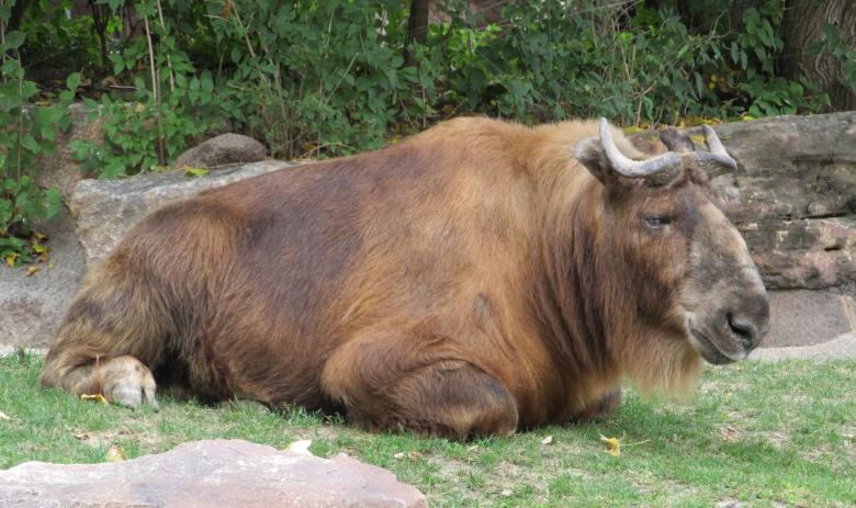 Free stock image of Wild Gnu created by Pixabay