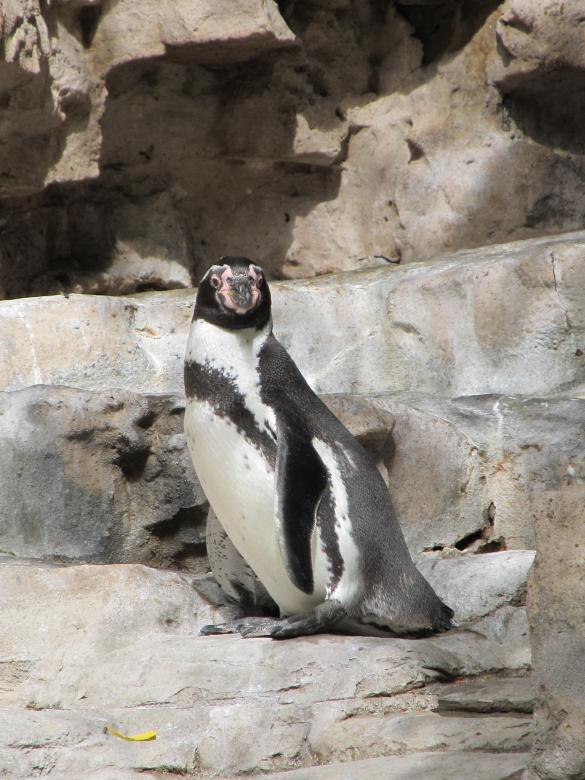 Free stock image of Penguin created by Pixabay
