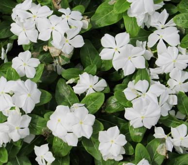 Periwinkle Flowers - Free Stock Photo