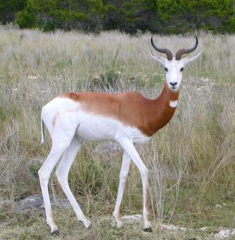 Free Stock Photo of Springbok