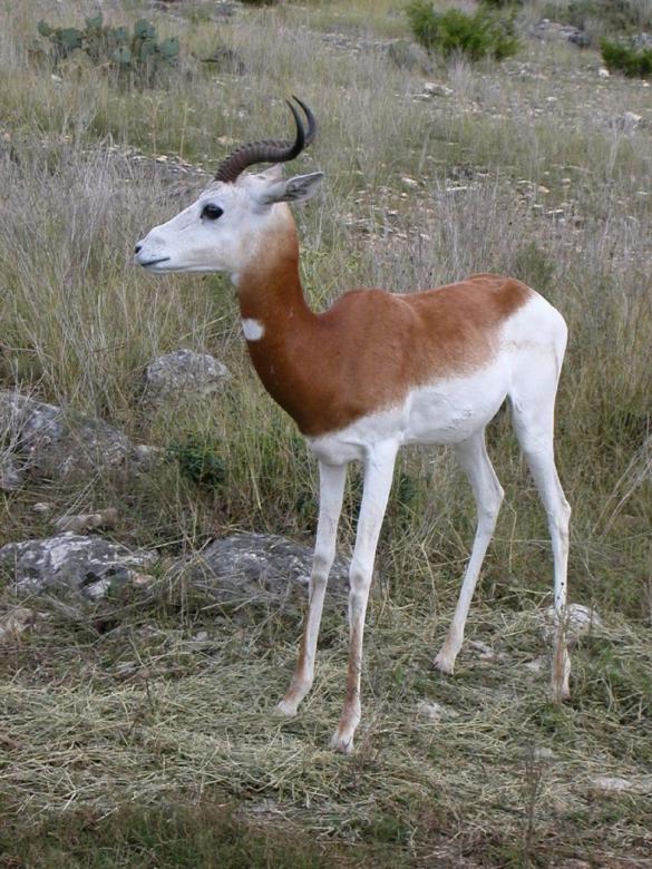 Free stock image of Springbok created by Pixabay
