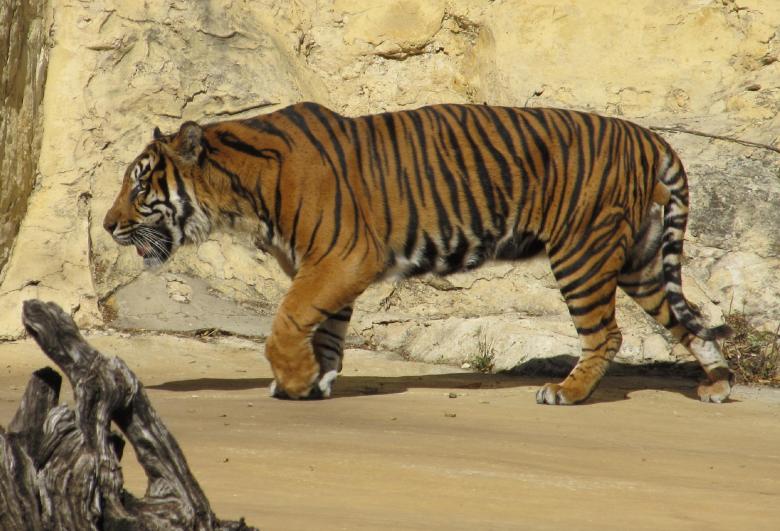 Free stock image of Sumatran Tiger created by Pixabay