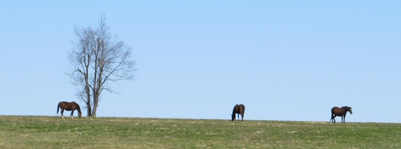Free stock image of Group of Horses created by Pixabay