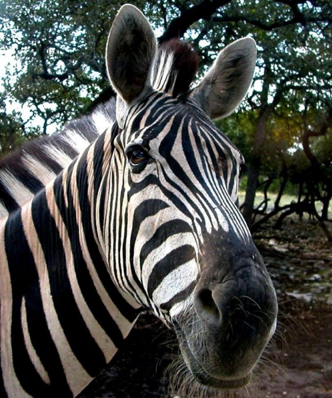 Free stock image of Zebra Closeup created by Pixabay